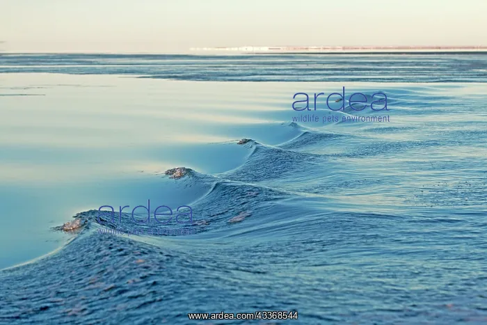 : 80181524 Lagoon along a barrier island outside Kaktovik : 80181524 Lagoon along a barrier island outside Kaktovik