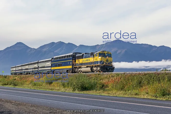 : 80181525 Train - Alaska railways - autumn Anchorage : 80181525 Train - Alaska railways - autumn Anchorage