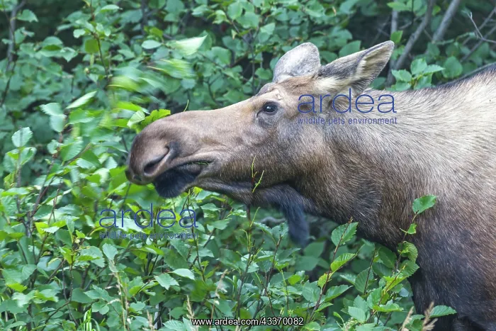 : 80181526 Moose - young - autumn Anchorage, Alaska : 80181526 Moose - young - autumn Anchorage, Alaska