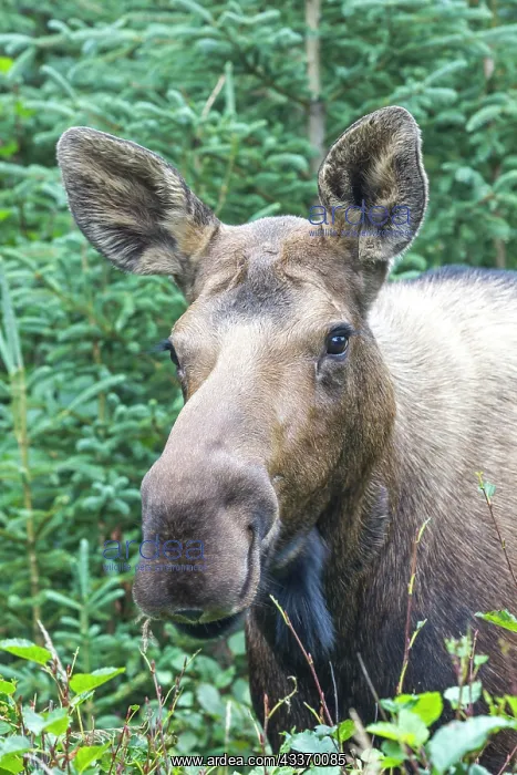 : 80181527 Moose - young - autumn Anchorage, Alaska : 80181527 Moose - young - autumn Anchorage, Alaska