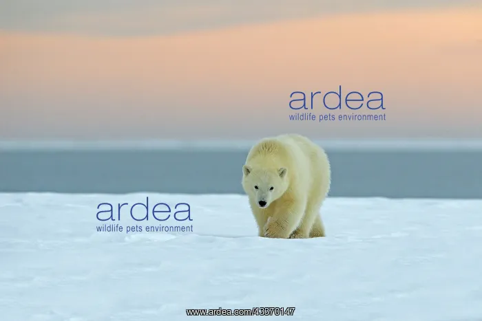 : 80181548 Polar Bear - yearling along a barrier island : 80181548 Polar Bear - yearling along a barrier island