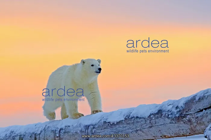: 80181550 Polar Bear - yearling along a barrier island : 80181550 Polar Bear - yearling along a barrier island