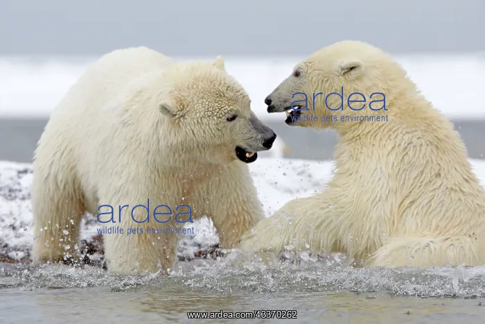 : 80181562 Polar Bear - young playing along a barrier : 80181562 Polar Bear - young playing along a barrier