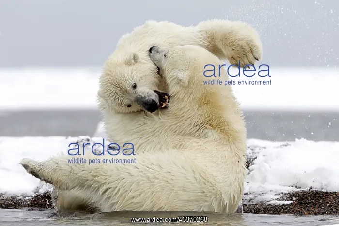 : 80181563 Polar Bear - young playing along a barrier : 80181563 Polar Bear - young playing along a barrier
