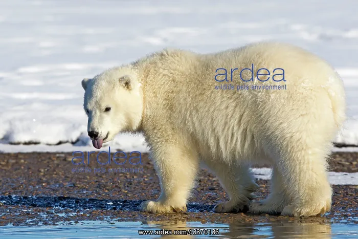 : 80181594 Polar Bear - yearling along a barrier island : 80181594 Polar Bear - yearling along a barrier island