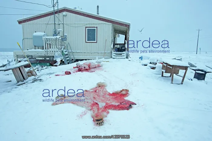 : 80181618 Polar Bear - subadult killed and skinned : 80181618 Polar Bear - subadult killed and skinned