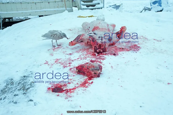 : 80181619 Polar Bear - subadult killed and skinned : 80181619 Polar Bear - subadult killed and skinned