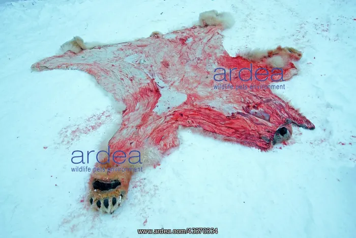 : 80181620 Polar Bear - subadult killed and skinned : 80181620 Polar Bear - subadult killed and skinned