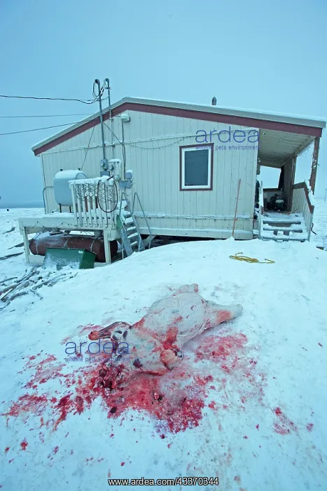 : 80181621 Polar Bear - subadult killed and skinned : 80181621 Polar Bear - subadult killed and skinned