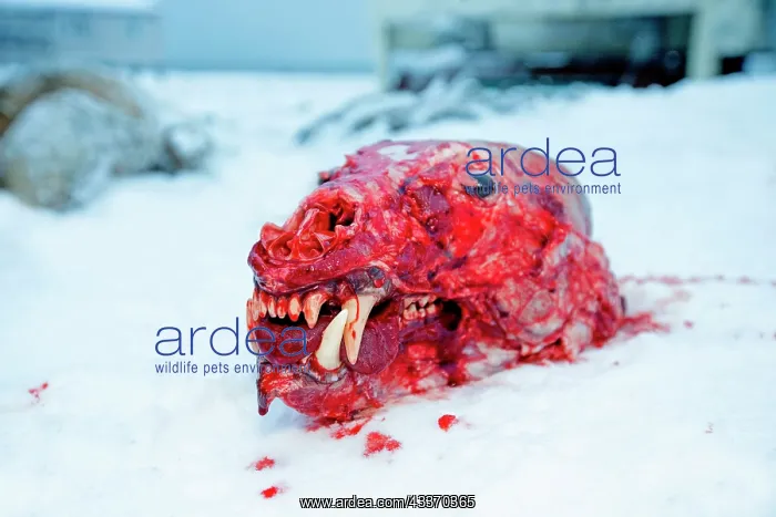 : 80181623 Polar Bear - subadult killed and skinned : 80181623 Polar Bear - subadult killed and skinned