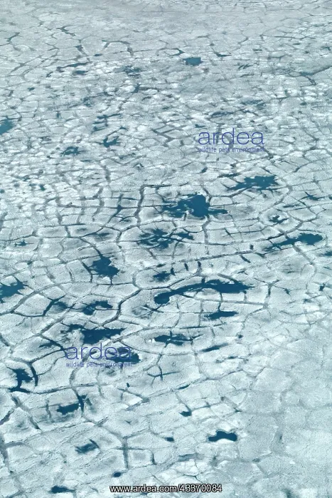: 80181625 United States - frozen lagoon and sea pack : 80181625 United States - frozen lagoon and sea pack