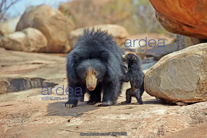 : 80181628 Sloth Bear - mother with baby Sandur Mountain : 80181628 Sloth Bear - mother with baby Sandur Mountain