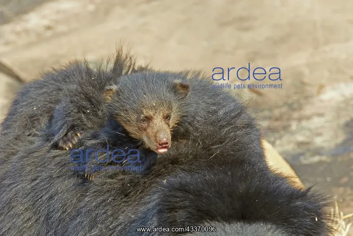 : 80181629 Sloth Bear - mother with baby Sandur Mountain : 80181629 Sloth Bear - mother with baby Sandur Mountain