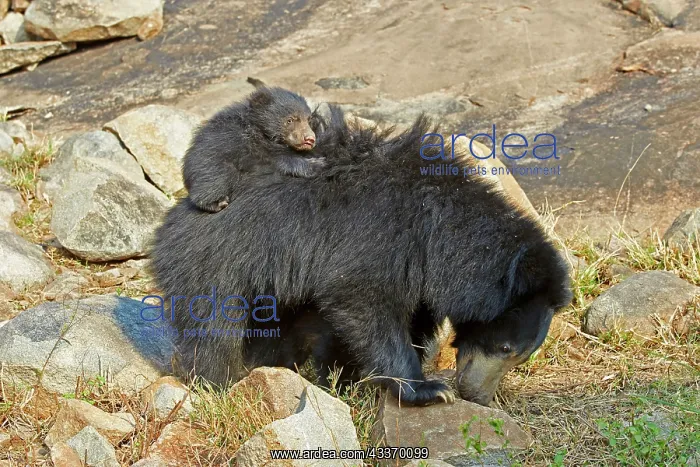 : 80181630 Sloth Bear - mother with baby Sandur Mountain : 80181630 Sloth Bear - mother with baby Sandur Mountain