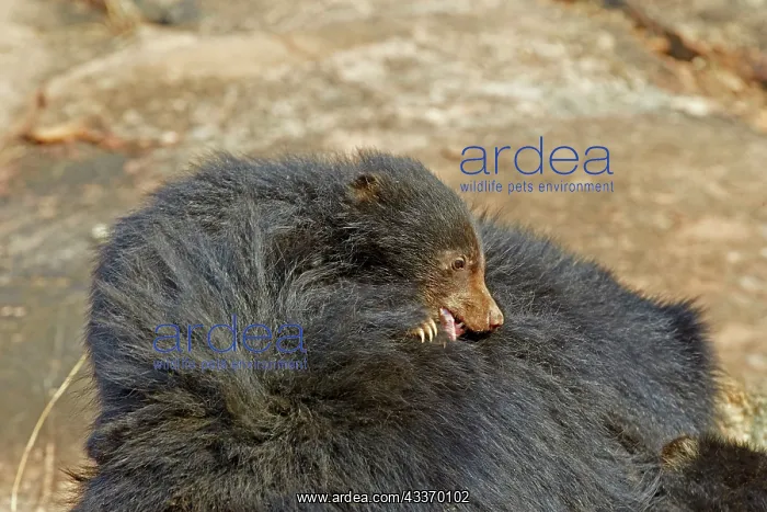 : 80181631 Sloth Bear - mother with baby Sandur Mountain : 80181631 Sloth Bear - mother with baby Sandur Mountain