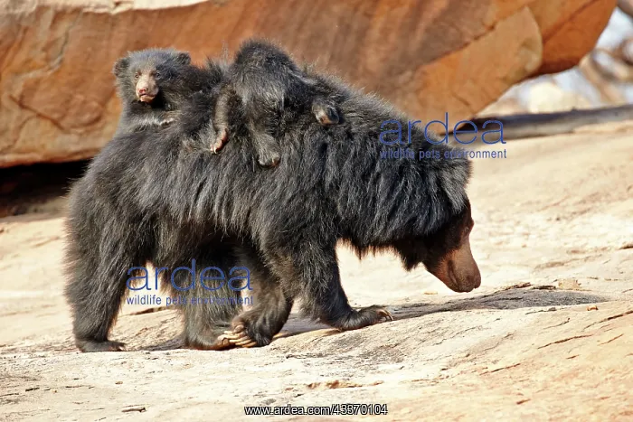 : 80181632 Sloth Bear - mother with baby Sandur Mountain : 80181632 Sloth Bear - mother with baby Sandur Mountain