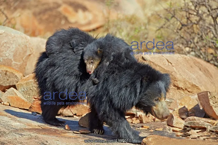 : 80181633 Sloth Bear - mother with baby Sandur Mountain : 80181633 Sloth Bear - mother with baby Sandur Mountain