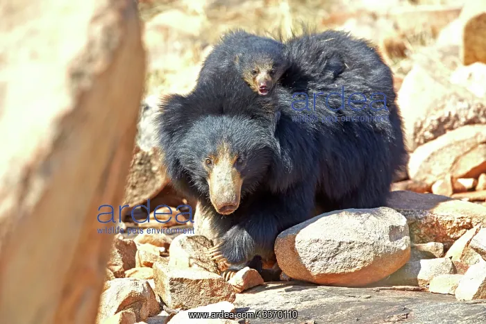 : 80181634 Sloth Bear - mother with baby Sandur Mountain : 80181634 Sloth Bear - mother with baby Sandur Mountain