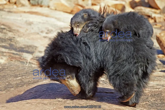 : 80181636 Sloth Bear - mother with baby Sandur Mountain : 80181636 Sloth Bear - mother with baby Sandur Mountain