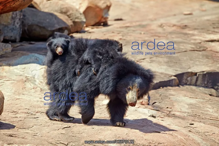 : 80181637 Sloth Bear - mother with baby Sandur Mountain : 80181637 Sloth Bear - mother with baby Sandur Mountain