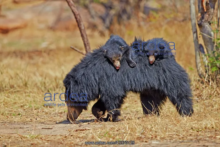 : 80181638 Sloth Bear - mother with baby Sandur Mountain : 80181638 Sloth Bear - mother with baby Sandur Mountain