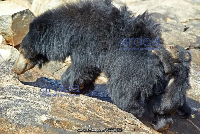: 80181639 Sloth Bear - mother with baby Sandur Mountain : 80181639 Sloth Bear - mother with baby Sandur Mountain