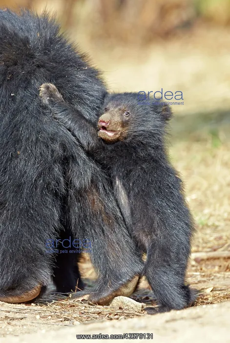 : 80181640 Sloth Bear - mother with baby Sandur Mountain : 80181640 Sloth Bear - mother with baby Sandur Mountain