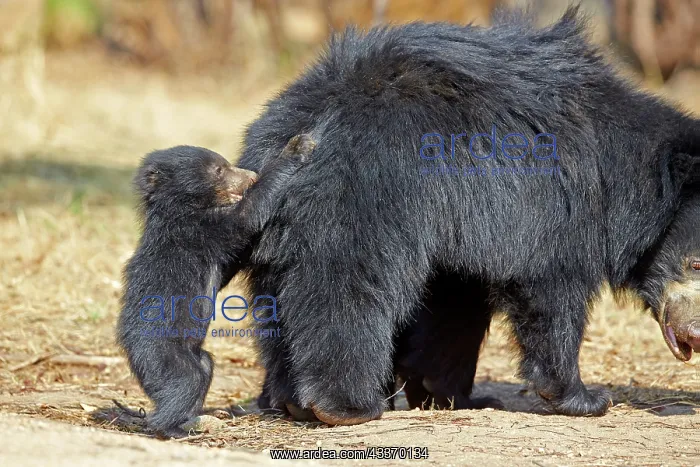 : 80181641 Sloth Bear - mother with baby Sandur Mountain : 80181641 Sloth Bear - mother with baby Sandur Mountain