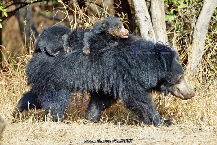 : 80181642 Sloth Bear - mother with baby Sandur Mountain : 80181642 Sloth Bear - mother with baby Sandur Mountain