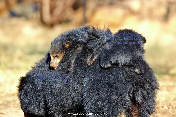 : 80181643 Sloth Bear - mother with baby Sandur Mountain : 80181643 Sloth Bear - mother with baby Sandur Mountain