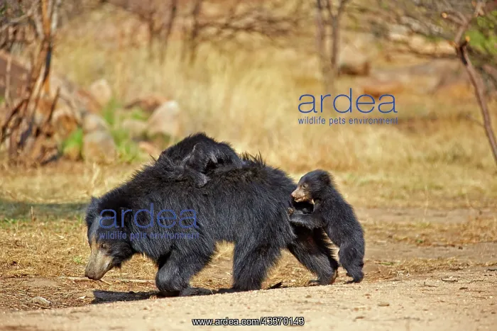 : 80181644 Sloth Bear - mother with baby Sandur Mountain : 80181644 Sloth Bear - mother with baby Sandur Mountain