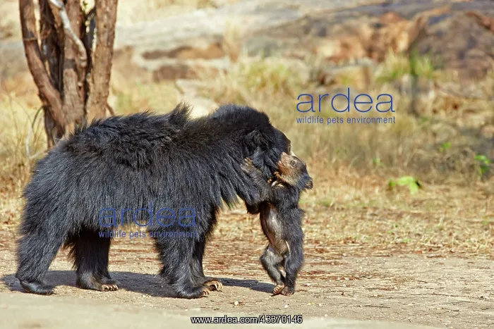 : 80181645 Sloth Bear - mother with baby Sandur Mountain : 80181645 Sloth Bear - mother with baby Sandur Mountain