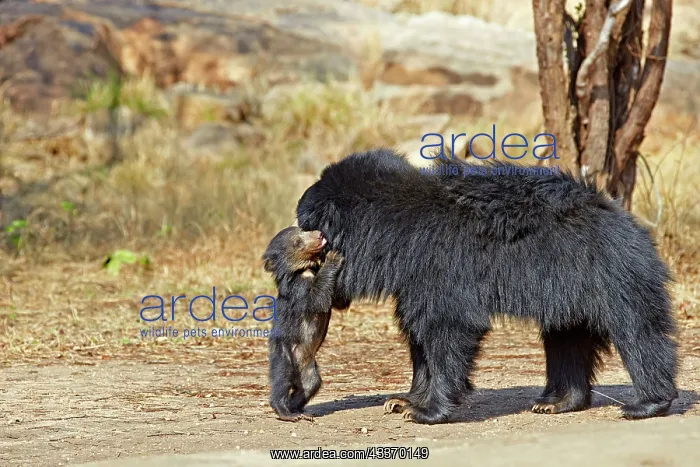 : 80181646 Sloth Bear - mother with baby Sandur Mountain : 80181646 Sloth Bear - mother with baby Sandur Mountain