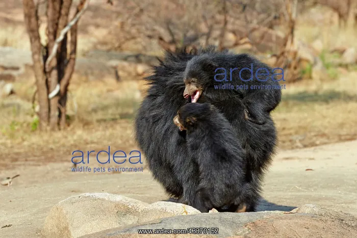: 80181647 Sloth Bear - mother with baby Sandur Mountain : 80181647 Sloth Bear - mother with baby Sandur Mountain
