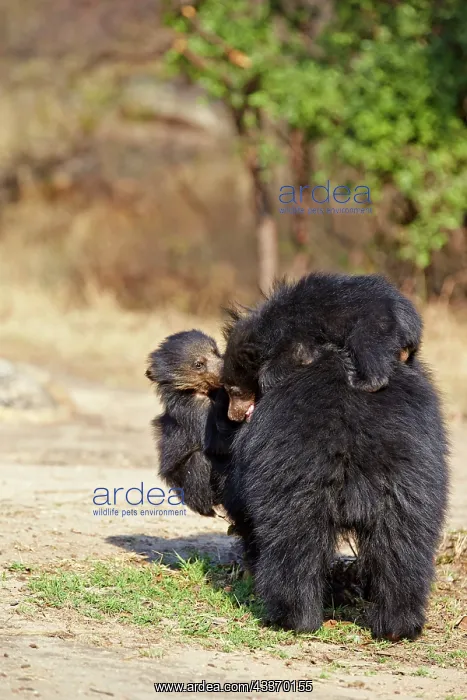 : 80181648 Sloth Bear - mother with baby Sandur Mountain : 80181648 Sloth Bear - mother with baby Sandur Mountain