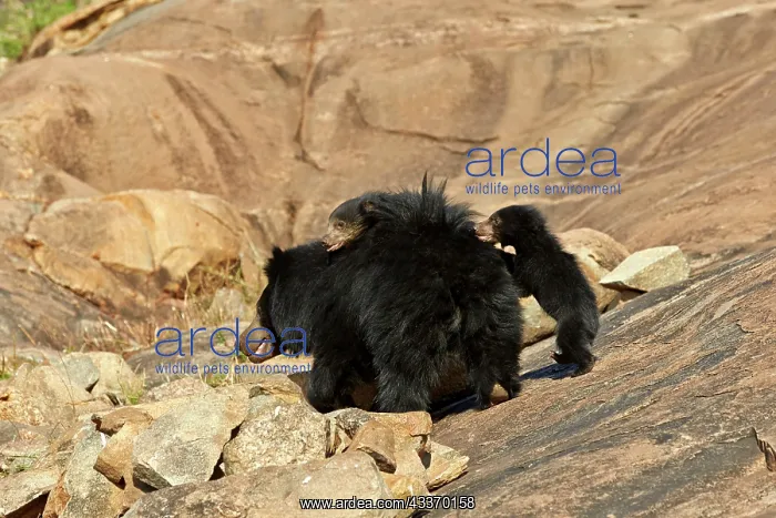 : 80181649 Sloth Bear - mother with baby Sandur Mountain : 80181649 Sloth Bear - mother with baby Sandur Mountain