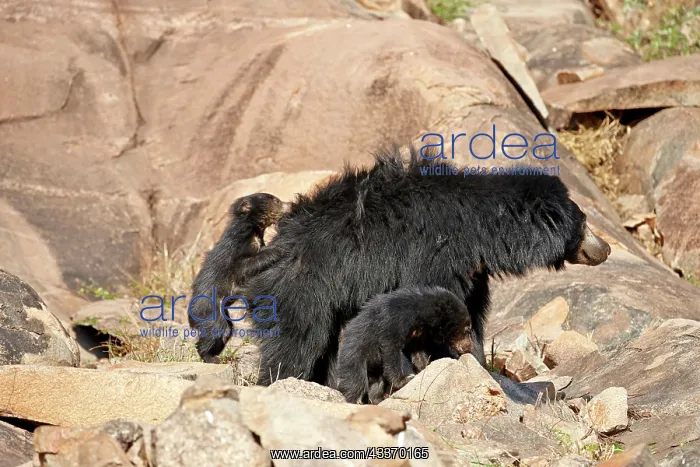 : 80181651 Sloth Bear - mother with baby Sandur Mountain : 80181651 Sloth Bear - mother with baby Sandur Mountain