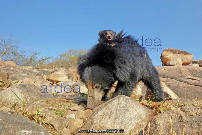  : 80181652 Sloth Bear - mother with baby Sandur Mountain