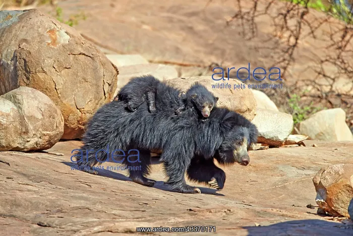  : 80181653 Sloth Bear - mother with baby Sandur Mountain