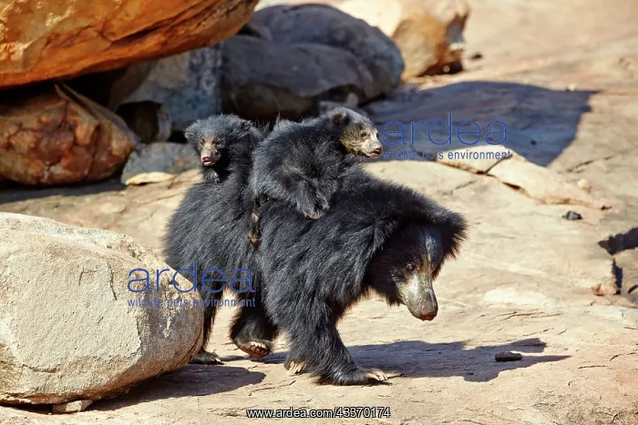 : 80181654 Sloth Bear - mother with baby Sandur Mountain : 80181654 Sloth Bear - mother with baby Sandur Mountain