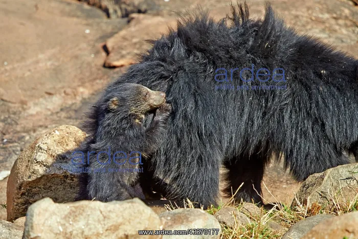 : 80181655 Sloth Bear - mother with baby Sandur Mountain : 80181655 Sloth Bear - mother with baby Sandur Mountain