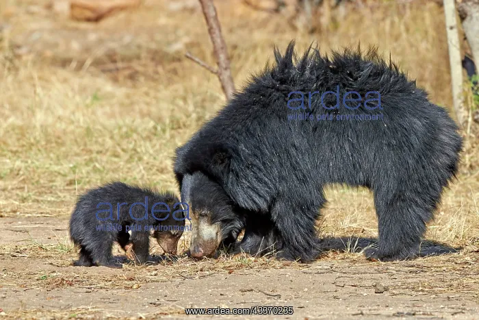 : 80181656 Sloth Bear - mother with baby Sandur Mountain : 80181656 Sloth Bear - mother with baby Sandur Mountain