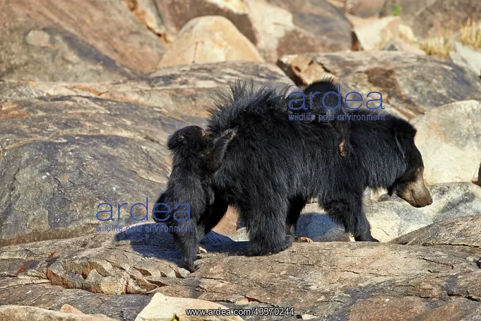 : 80181657 Sloth Bear - mother with baby Sandur Mountain : 80181657 Sloth Bear - mother with baby Sandur Mountain