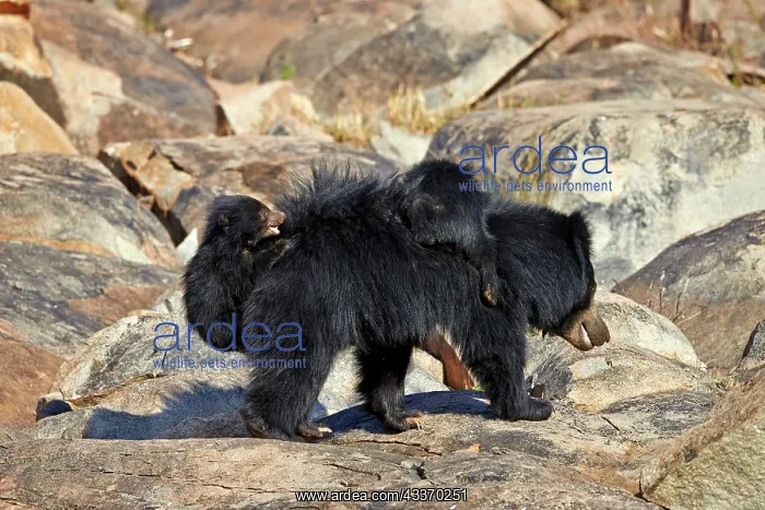 : 80181658 Sloth Bear - mother with baby Sandur Mountain : 80181658 Sloth Bear - mother with baby Sandur Mountain