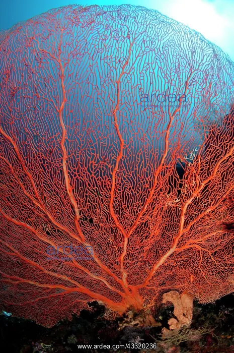 : 80182177 Gorgonian Sea Fan - with sun in background : 80182177 Gorgonian Sea Fan - with sun in background