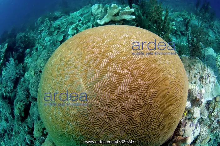  : 80182179 Brain Coral Cauldron Point dive site, Komba