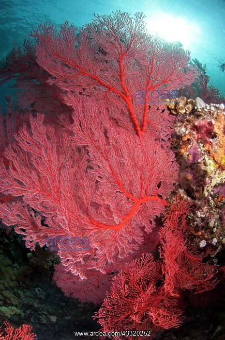 : 80182180 Sea Fan - with sun in background Caldera : 80182180 Sea Fan - with sun in background Caldera