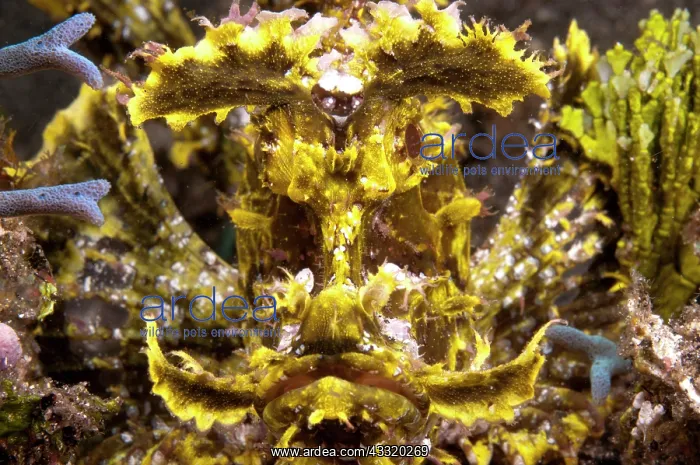  : 80182184 Weedy Scorpionfish The Brewery dive site