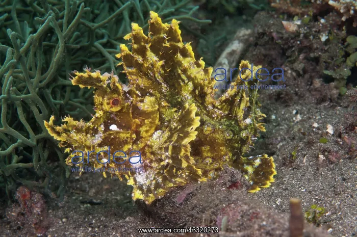 : 80182185 Weedy Scorpionfish The Brewery dive site : 80182185 Weedy Scorpionfish The Brewery dive site