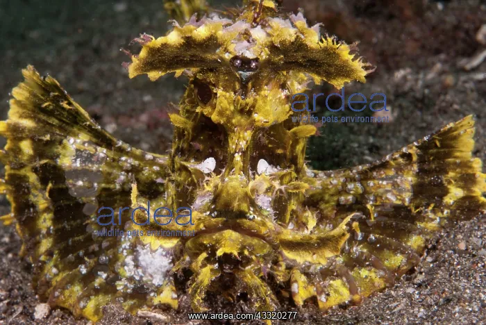 : 80182186 Weedy Scorpionfish The Brewery dive site : 80182186 Weedy Scorpionfish The Brewery dive site